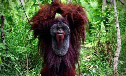 Pelestarian Orangutan: Tantangan Menjaga Habitat Satwa Langka