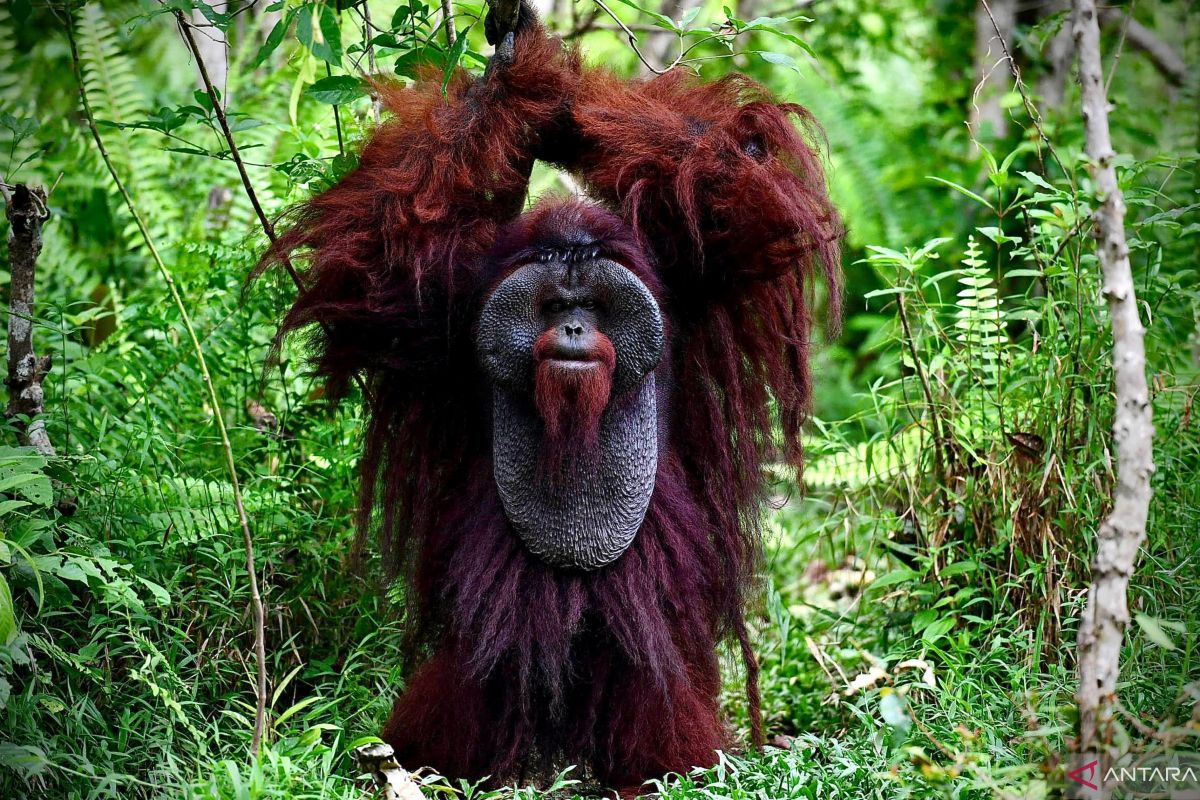 Pelestarian Orangutan: Tantangan Menjaga Habitat Satwa Langka