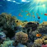 Peran Masyarakat Dalam Menjaga Ekosistem Terumbu Karang