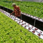 Pertanian Hidroponik: Teknik Bercocok Tanam Di Lahan Terbatas