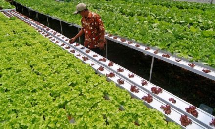 Pertanian Hidroponik: Teknik Bercocok Tanam Di Lahan Terbatas