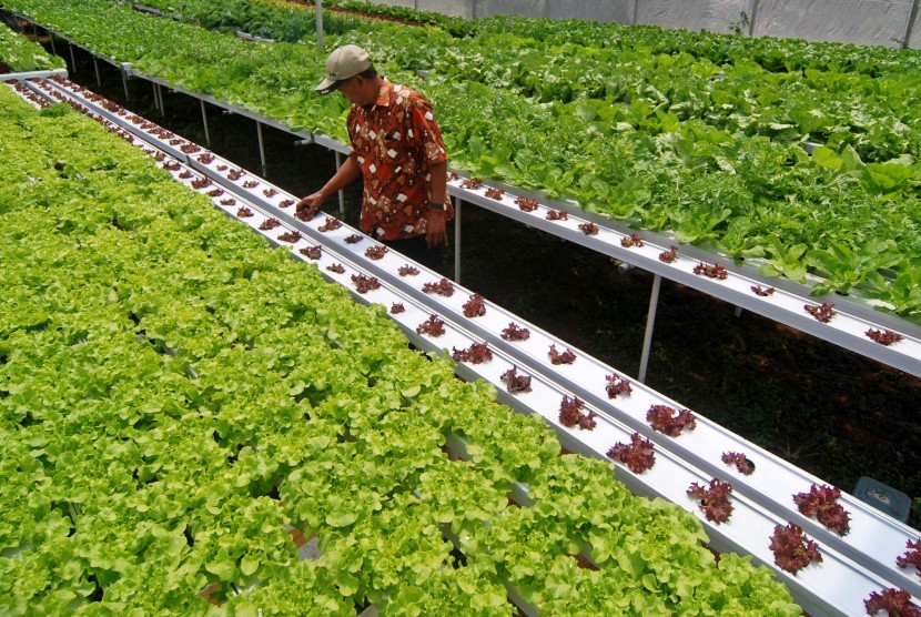 Pertanian Hidroponik: Teknik Bercocok Tanam Di Lahan Terbatas