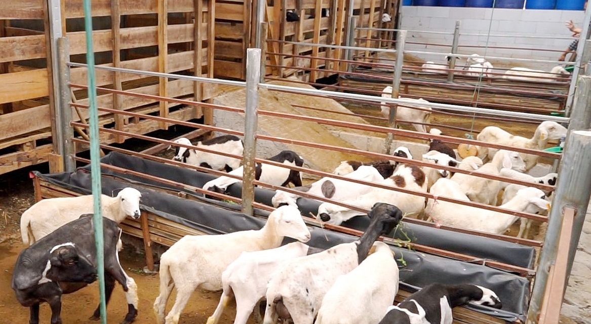 Peternakan Kambing: Pemilihan Pakan Dan Pengelolaan Kandang