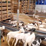 Peternakan Kambing: Pemilihan Pakan Dan Pengelolaan Kandang