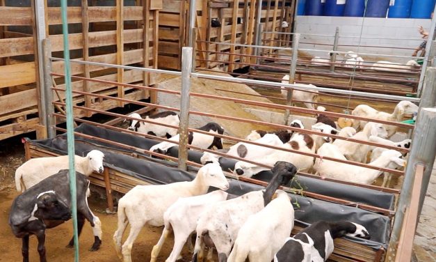 Peternakan Kambing: Pemilihan Pakan Dan Pengelolaan Kandang