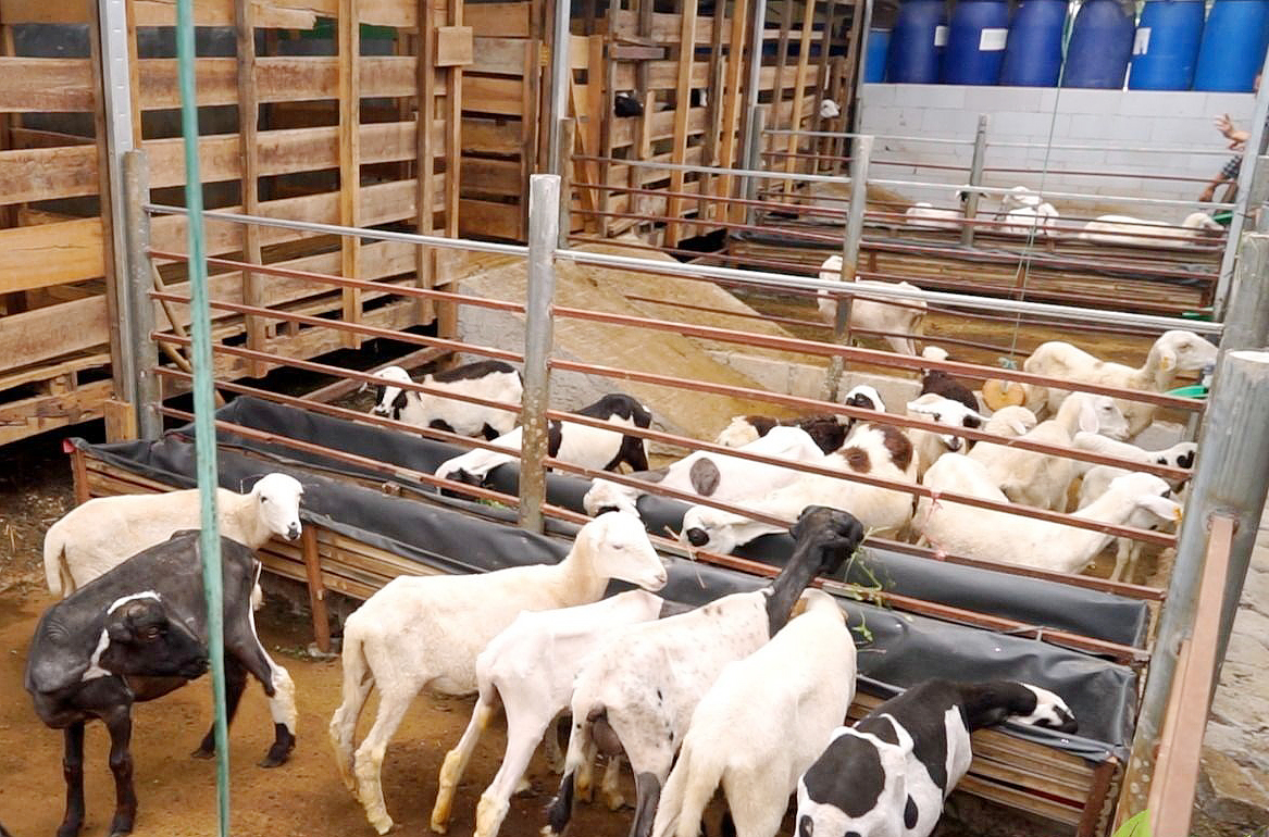 Peternakan Kambing: Pemilihan Pakan Dan Pengelolaan Kandang
