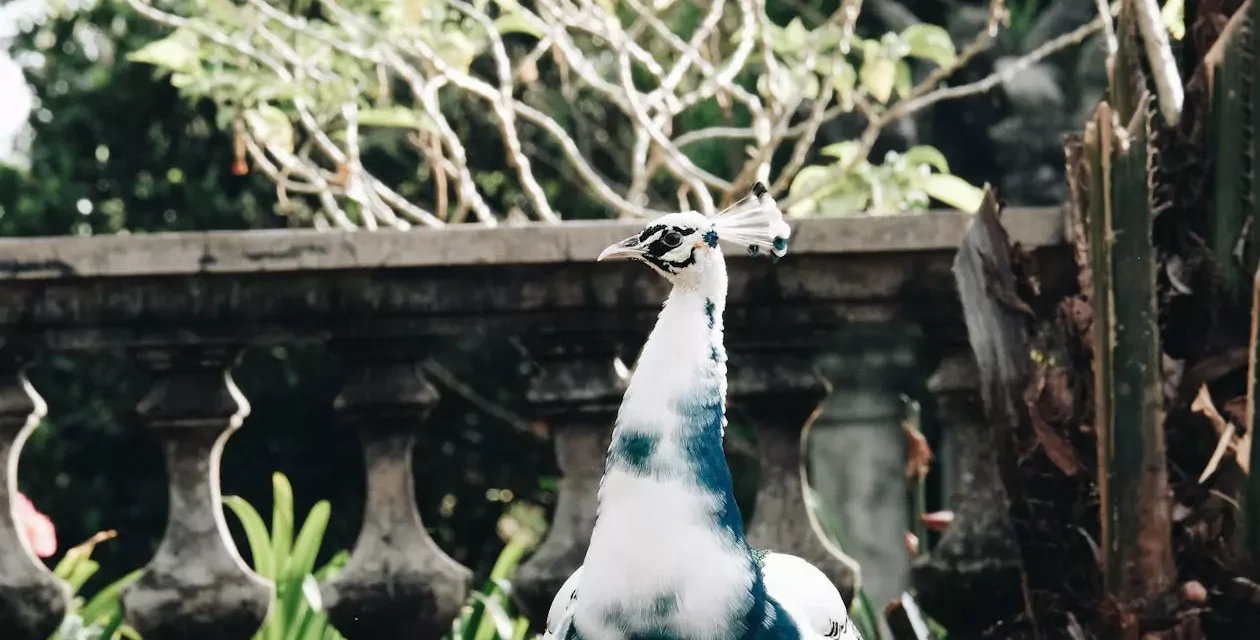 Satwa Liar Indonesia: Pentingnya Melindungi Habitat Dan Populasi