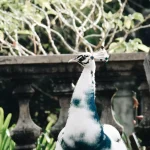 Satwa Liar Indonesia: Pentingnya Melindungi Habitat Dan Populasi
