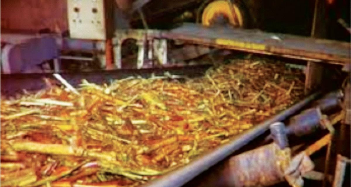 Tebu Dan Gula: Proses Dari Tanaman Hingga Menjadi Pemanis