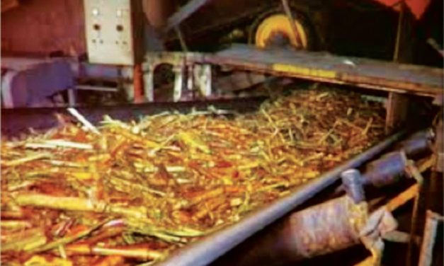 Tebu Dan Gula: Proses Dari Tanaman Hingga Menjadi Pemanis